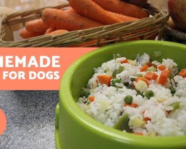 HOMEMADE FOOD for Dogs