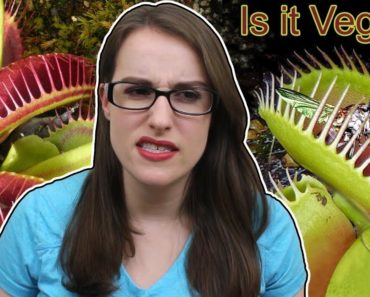 Can Vegans Eat Carnivorous Plants?