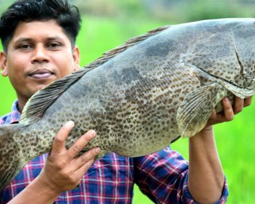 10 kg HAMOUR FISH GRILLED