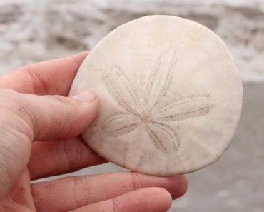 A Sand Dollar’s Breakfast is Totally Metal