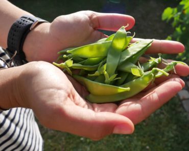 How To Cook Sugar Snap Peas: A Snappy Dish For